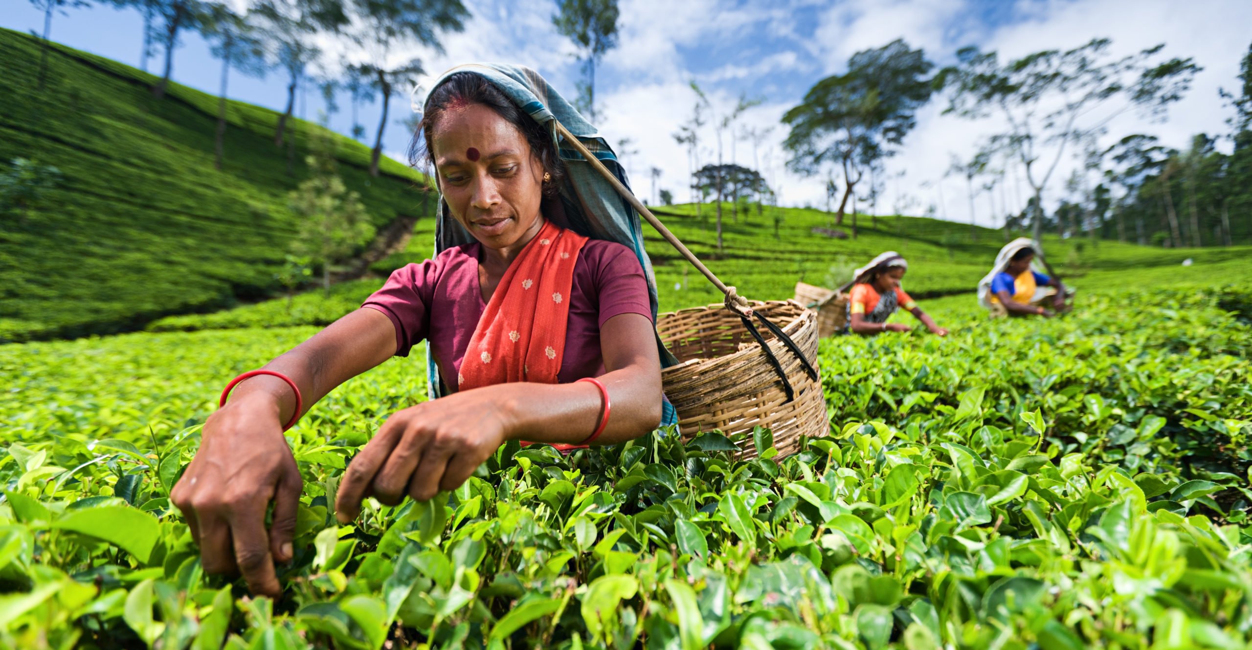 7 Days Sri Lanka Cultural Triangle Tour