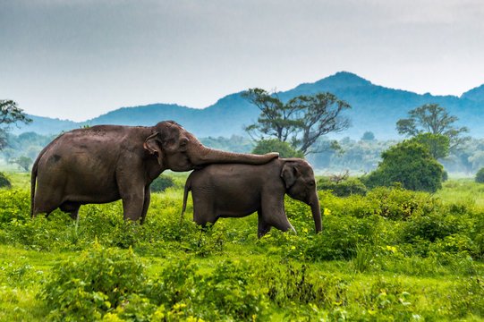 8 Days Adventure &amp; Wildlife Explorer